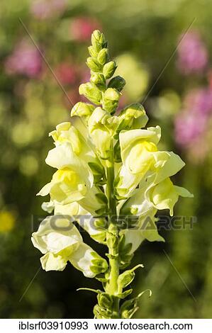 "Garden Snapdragon or Common Snapdragon (Antirrhinum majus), Hesse, Germany, Europe" View Large Photo Image Stock Image - "Garden Snapdragon or Common Snapdragon (Antirrhinum majus), Hesse, Germany, Europe". Fotosearch