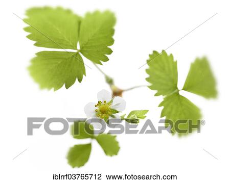"Garden Strawberry (Fragaria x ananassa), flower with leaves" View Large Photo Image Stock Image - "Garden Strawberry (Fragaria x ananassa), flower with leaves". Fotosearch