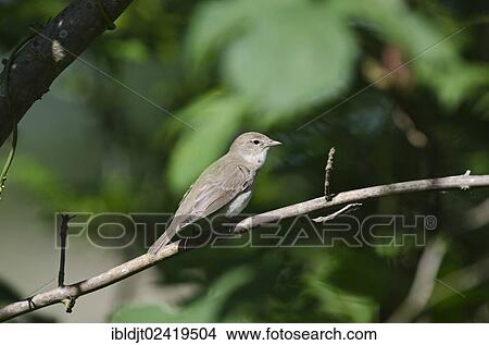 Garden Warbler (Sylvia borin), Norfolk, England, United Kingdom, Europe View Large Photo Image Picture - Garden Warbler (Sylvia borin), Norfolk, England, United Kingdom, Europe. Fotosearch