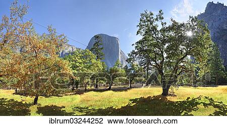 "Garden with trees in Yosemite Valley with El Capitan and Cathedral Rock, Yosemite Village, Yosemite National Park, California, United States, North America" View Large Photo Image Stock Image - "Garden with trees in Yosemite Valley with El Capitan and Cathedral Rock, Yosemite Village, Yosemite National Park, California, United States, North America". Fotosearch