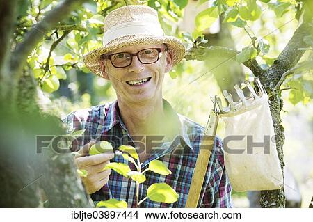 "Gardener, garden plot holder, holding an apple in his hand, in an apple tree, Cologne, North Rhine-Westphalia, Germany, Europe" View Large Photo Image Picture - "Gardener, garden plot holder, holding an apple in his hand, in an apple tree, Cologne, North Rhine-Westphalia, Germany, Europe". Fotosearch