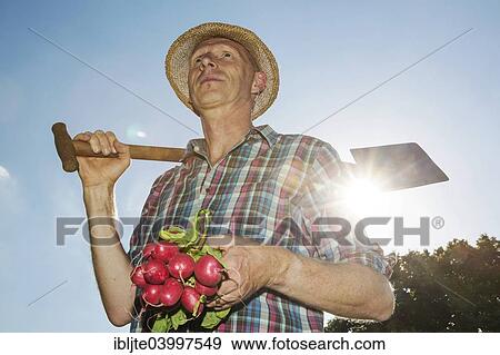 "Gardener, garden plot holder, holding a spade and radishes, in backlight, Cologne, North Rhine-Westphalia, Germany, Europe" View Large Photo Image Stock Photo - "Gardener, garden plot holder, holding a spade and radishes, in backlight, Cologne, North Rhine-Westphalia, Germany, Europe". Fotosearch