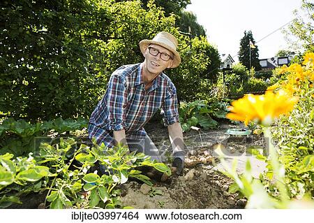 "Gardener, garden plot holder, harvesting potatoes in his garden, Cologne, North Rhine-Westphalia, Germany, Europe" View Large Photo Image Picture - "Gardener, garden plot holder, harvesting potatoes in his garden, Cologne, North Rhine-Westphalia, Germany, Europe". Fotosearch