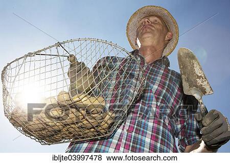 "Gardener, garden plot holder, harvesting potatoes in his garden, Cologne, North Rhine-Westphalia, Germany, Europe" View Large Photo Image Stock Photo - "Gardener, garden plot holder, harvesting potatoes in his garden, Cologne, North Rhine-Westphalia, Germany, Europe". Fotosearch