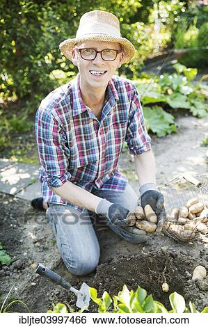 "Gardener, garden plot holder, harvesting potatoes in his garden, Cologne, North Rhine-Westphalia, Germany, Europe" View Large Photo Image Stock Photograph - "Gardener, garden plot holder, harvesting potatoes in his garden, Cologne, North Rhine-Westphalia, Germany, Europe". Fotosearch