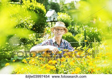 "Gardener, garden plot holder, wearing a straw hat, in a flower bed with calendulas, Cologne, North Rhine-Westphalia, Germany, Europe" View Large Photo Image Picture - "Gardener, garden plot holder, wearing a straw hat, in a flower bed with calendulas, Cologne, North Rhine-Westphalia, Germany, Europe". Fotosearch