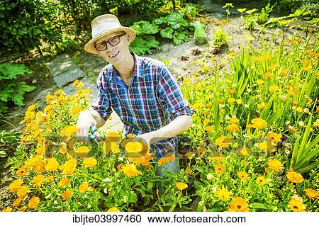 "Gardener, garden plot holder, wearing a straw hat, in a flower bed with calendulas, Cologne, North Rhine-Westphalia, Germany, Europe" View Large Photo Image Stock Image - "Gardener, garden plot holder, wearing a straw hat, in a flower bed with calendulas, Cologne, North Rhine-Westphalia, Germany, Europe". Fotosearch