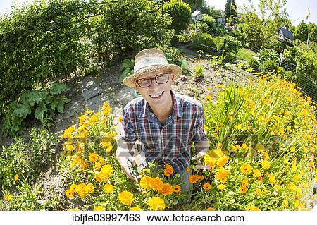 "Gardener, garden plot holder, wearing a straw hat, in a flower bed with calendulas, Cologne, North Rhine-Westphalia, Germany, Europe" View Large Photo Image Stock Image - "Gardener, garden plot holder, wearing a straw hat, in a flower bed with calendulas, Cologne, North Rhine-Westphalia, Germany, Europe". Fotosearch
