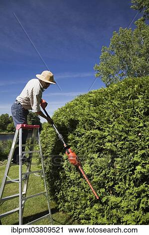 Stock Image - "Gardener trimming a cedar tree (Thuja occidentalis), Quebec province, Canada, North America". Fotosearch