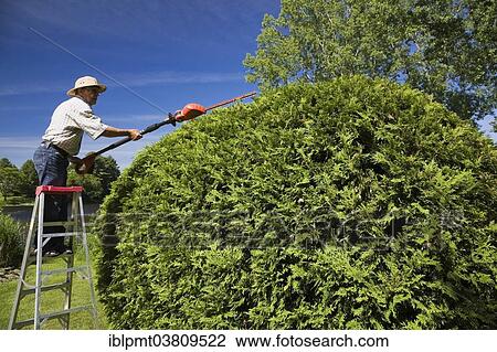 Stock Image - "Gardener trimming a cedar tree (Thuja occidentalis), Quebec province, Canada, North America". Fotosearch