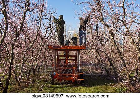"Gardeners cutting Peach trees (Prunus persica) at an orchard while they are blossoming, Castelnou, Pyrenees-Orientales, France, Europe" View Large Photo Image Stock Photo - "Gardeners cutting Peach trees (Prunus persica) at an orchard while they are blossoming, Castelnou, Pyrenees-Orientales, France, Europe". Fotosearch