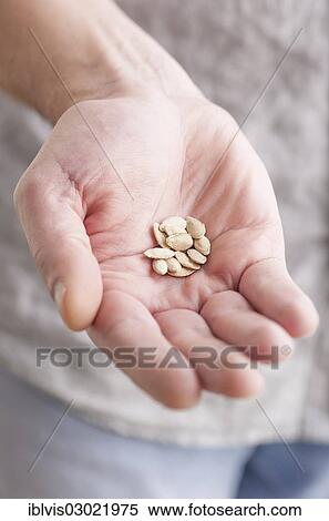 "Gardener's hand showing pumpkin seeds, Sweden, Europe" View Large Photo Image Stock Photography - "Gardener's hand showing pumpkin seeds, Sweden, Europe". Fotosearch