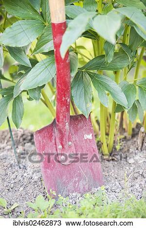 Stock Image - "Gardening work, shovel stuck in the ground". Fotosearch