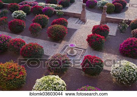 "Gardens with colourful bougainvillea bushes, Palace Hotel, Umaid Bhawan Palace, Jodhpur, Rajasthan, India, Asia" View Large Photo Image Picture - "Gardens with colourful bougainvillea bushes, Palace Hotel, Umaid Bhawan Palace, Jodhpur, Rajasthan, India, Asia". Fotosearch