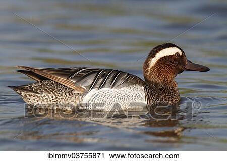 "Garganey (Anas querquedula), drake, Strohauser Plate river island, Lower Saxony, Germany, Europe" View Large Photo Image Stock Image - "Garganey (Anas querquedula), drake, Strohauser Plate river island, Lower Saxony, Germany, Europe". Fotosearch