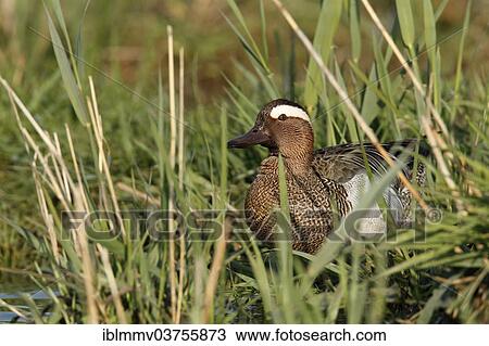 "Garganey (Anas querquedula), drake, Strohauser Plate river island, Lower Saxony, Germany, Europe" View Large Photo Image Stock Image - "Garganey (Anas querquedula), drake, Strohauser Plate river island, Lower Saxony, Germany, Europe". Fotosearch