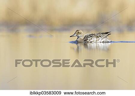 Stock Photo - "Garganey duck (Anas querquedula), female, Saxony, Germany, Europe". Fotosearch