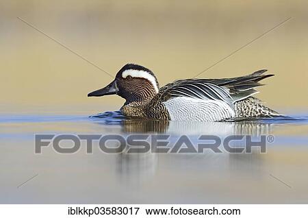 Stock Photo - "Garganey duck (Anas querquedula), drake, Saxony, Germany, Europe". Fotosearch