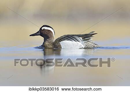 "Garganey duck (Anas querquedula), drake, Saxony, Germany, Europe" View Large Photo Image Stock Photograph - "Garganey duck (Anas querquedula), drake, Saxony, Germany, Europe". Fotosearch