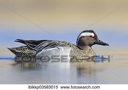 "Garganey duck (Anas querquedula), drake, Saxony, Germany, Europe" View Large Photo Image Stock Photography - "Garganey duck (Anas querquedula), drake, Saxony, Germany, Europe". Fotosearch