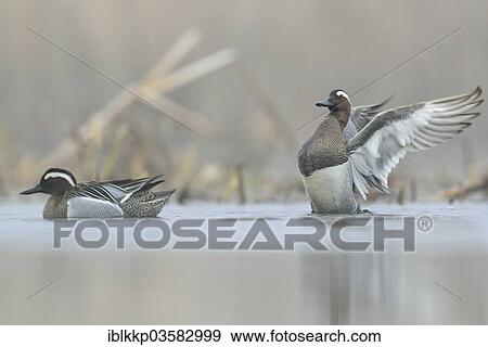 "Garganey ducks (Anas querquedula), two drakes in the morning mist, Saxony, Germany, Europe" View Large Photo Image Stock Photo - "Garganey ducks (Anas querquedula), two drakes in the morning mist, Saxony, Germany, Europe". Fotosearch