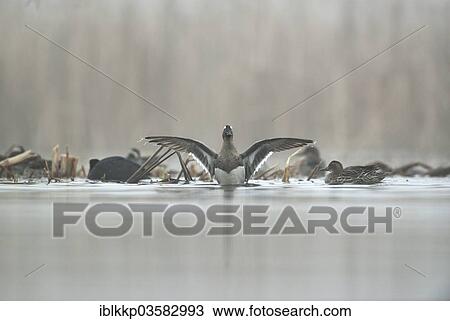 "Garganey ducks(Anas querquedula) in the morning mist, drake spreading its wings, Saxony, Germany, Europe" View Large Photo Image Stock Image - "Garganey ducks(Anas querquedula) in the morning mist, drake spreading its wings, Saxony, Germany, Europe". Fotosearch