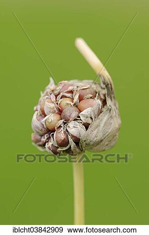 "Garlic (Allium sativum), bulbils, Germany, Europe" View Large Photo Image Stock Photo - "Garlic (Allium sativum), bulbils, Germany, Europe". Fotosearch