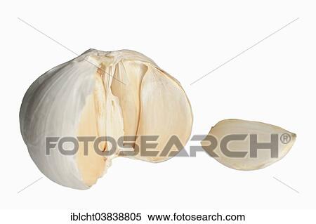 Garlic (Allium sativum) View Large Photo Image Stock Photography - Garlic (Allium sativum). Fotosearch