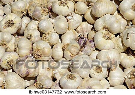 "Garlic bulbs, Avila, Avila, Kastilien Leon, Spain, Europe" View Large Photo Image Stock Image - "Garlic bulbs, Avila, Avila, Kastilien Leon, Spain, Europe". Fotosearch