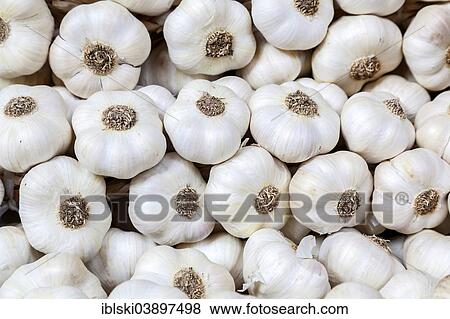 "Garlic bulbs, Hungary, Europe" View Large Photo Image Stock Photo - "Garlic bulbs, Hungary, Europe". Fotosearch