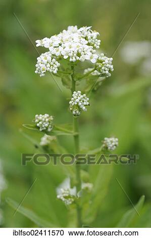 Garlic Cress (Peltaria alliacea), flowers, native to the east of Austria and Hungary, Botanical Gardens, Thuringia, Germany, Europe View Large Photo Image Stock Image - Garlic Cress (Peltaria alliacea), flowers, native to the east of Austria and Hungary, Botanical Gardens, Thuringia, Germany, Europe. Fotosearch