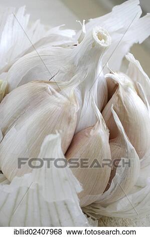 "Garlic, garlic cloves" View Large Photo Image Stock Photo - "Garlic, garlic cloves". Fotosearch