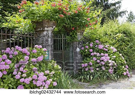 Picture - "Gate with flowers, Curemonte, Correze department, Limousin region, France, Europe". Fotosearch