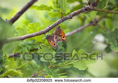 "Gatekeeper (Pyronia tithonus), adult pair, mating on twig in oak tree, Norfolk, England, United Kingdom, Europe" View Large Photo Image Stock Photography - "Gatekeeper (Pyronia tithonus), adult pair, mating on twig in oak tree, Norfolk, England, United Kingdom, Europe". Fotosearch