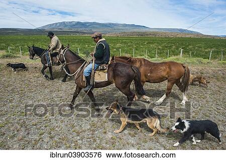 "Gauchos riding in the Torres del Paine National Park, Patagonia, Chile, South America" View Large Photo Image Stock Photograph - "Gauchos riding in the Torres del Paine National Park, Patagonia, Chile, South America". Fotosearch