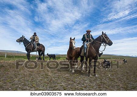 "Gauchos riding in the Torres del Paine National Park, Patagonia, Chile, South America" View Large Photo Image Stock Photography - "Gauchos riding in the Torres del Paine National Park, Patagonia, Chile, South America". Fotosearch