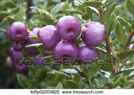 "Gaultheria mucronata (Gaultheria mucronata, syn. Pernettya mucronata), close-up of berries, Torres del Paine National Park, Southern Patagonia, Chile, South America" View Large Photo Image Stock Image - "Gaultheria mucronata (Gaultheria mucronata, syn. Pernettya mucronata), close-up of berries, Torres del Paine National Park, Southern Patagonia, Chile, South America". Fotosearch