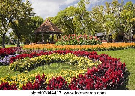 "Gazebo and floral displays of red cockscomb (Celosia), yellow marigold (Tagetes), blue floss (Ageratum), orange cockscomb (Celosia), red Indian shot (Canna), park at Lake Palic, near Subotica, Serbia, Europe" View Large Photo Image Stock Photo - "Gazebo and floral displays of red cockscomb (Celosia), yellow marigold (Tagetes), blue floss (Ageratum), orange cockscomb (Celosia), red Indian shot (Canna), park at Lake Palic, near Subotica, Serbia, Europe". Fotosearch