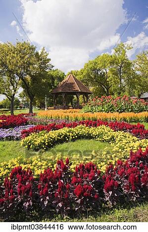 "Gazebo and floral displays of red cockscomb (Celosia), yellow marigold (Tagetes), blue floss (Ageratum), orange cockscomb (Celosia), red Indian shot (Canna), park at Lake Palic, near Subotica, Serbia, Europe" View Large Photo Image Stock Photograph - "Gazebo and floral displays of red cockscomb (Celosia), yellow marigold (Tagetes), blue floss (Ageratum), orange cockscomb (Celosia), red Indian shot (Canna), park at Lake Palic, near Subotica, Serbia, Europe". Fotosearch