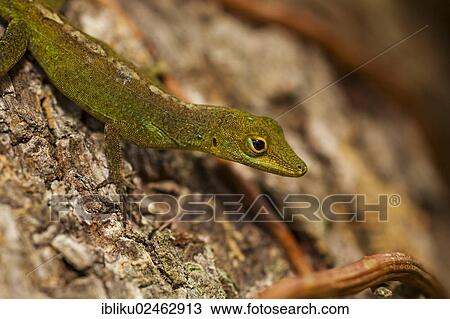 Stock Image - "Gecko (Gekkonidae), Nationalpark Guadeloupe, Basse Terre, Guadeloupe, France, North America". Fotosearch