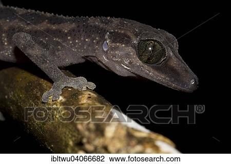 Stock Image - "Gecko (Paroedura gracilis) in the rainforest of Marojejy, Northwest Madagascar, Madagascar, Africa". Fotosearch