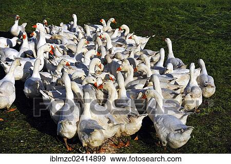 Geese, domesticated form of the gray goose (Anser anser) in a meadow in the morning light, Othenstorf, Mecklenburg-Western Pomerania, Germany, Europe View Large Photo Image Stock Photo - Geese, domesticated form of the gray goose (Anser anser) in a meadow in the morning light, Othenstorf, Mecklenburg-Western Pomerania, Germany, Europe. Fotosearch