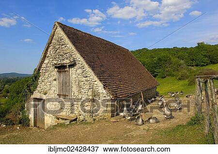 "Geese farm, Perigord geese, Belcastel, Quercy, Dordogne, France, Europe" View Large Photo Image Stock Photo - "Geese farm, Perigord geese, Belcastel, Quercy, Dordogne, France, Europe". Fotosearch