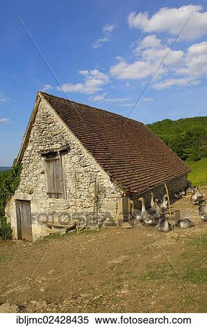 "Geese farm, Perigord geese, Belcastel, Quercy, Dordogne, France, Europe" View Large Photo Image Stock Photography - "Geese farm, Perigord geese, Belcastel, Quercy, Dordogne, France, Europe". Fotosearch