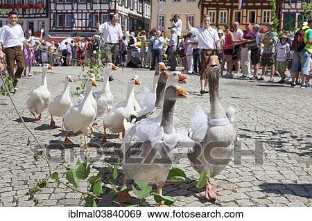 "Geese, historical parade, Schaferlauf festival, Bad Urach, Baden-Wurttemberg, Germany, Europe" View Large Photo Image Stock Photo - "Geese, historical parade, Schaferlauf festival, Bad Urach, Baden-Wurttemberg, Germany, Europe". Fotosearch