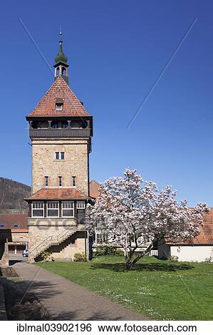 "Geilweiler Hof, blooming magnolia tree, Siebeldingen, German Wine Route, Rhineland-Palatinate, Germany, Europe" View Large Photo Image Stock Photograph - "Geilweiler Hof, blooming magnolia tree, Siebeldingen, German Wine Route, Rhineland-Palatinate, Germany, Europe". Fotosearch