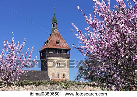 "Geilweiler Hof, blossoming almond trees, Siebeldingen, German Wine Route, Rhineland-Palatinate, Germany, Europe" View Large Photo Image Stock Image - "Geilweiler Hof, blossoming almond trees, Siebeldingen, German Wine Route, Rhineland-Palatinate, Germany, Europe". Fotosearch