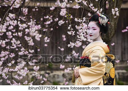 "Geisha in front of a blossoming cherry tree in the Geisha quarter Gion, Kyoto, Japan, Asia" View Large Photo Image Picture - "Geisha in front of a blossoming cherry tree in the Geisha quarter Gion, Kyoto, Japan, Asia". Fotosearch