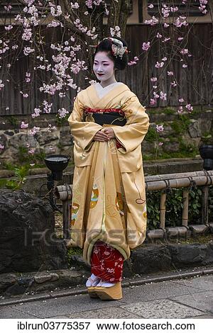 "Geisha in front of a blossoming cherry tree in the Geisha quarter Gion, Kyoto, Japan, Asia" View Large Photo Image Stock Photo - "Geisha in front of a blossoming cherry tree in the Geisha quarter Gion, Kyoto, Japan, Asia". Fotosearch