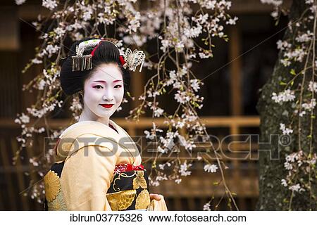 "Geisha in front of a blossoming cherry tree in the Geisha quarter Gion, Kyoto, Japan, Asia" View Large Photo Image Stock Photograph - "Geisha in front of a blossoming cherry tree in the Geisha quarter Gion, Kyoto, Japan, Asia". Fotosearch